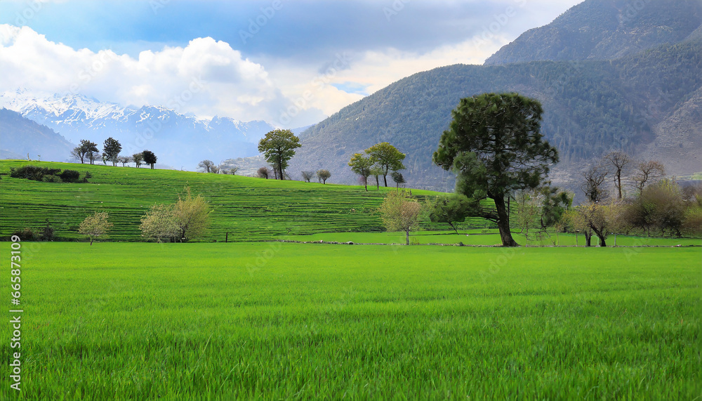 A World of Green Lush Fields and Towering Trees in Perfect Harmony A World of Green Lush Fields and Towering Trees in Perfect Harmony