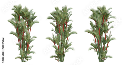 Cyrtostachys renda palm tree on transparent background, tropical plant, 3d render illustration. © Sandy