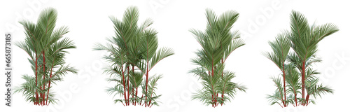 Cyrtostachys renda palm tree on transparent background, tropical plant, 3d render illustration. #665873185