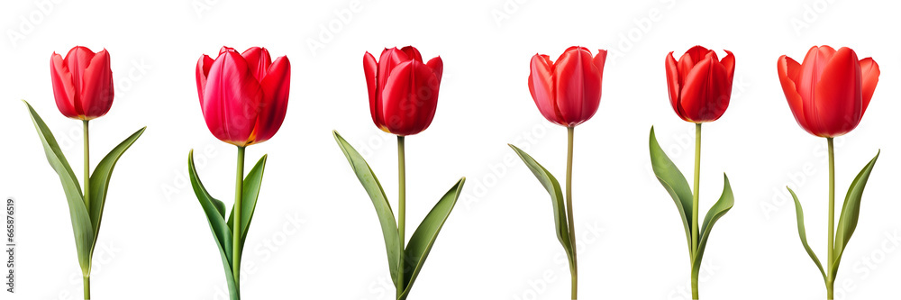 Red tulip flower collection isolated on a transparent background Red tulip flower collection isolated on a transparent background