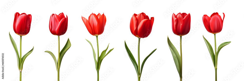 Red tulip flower collection isolated on a transparent background Red tulip flower collection isolated on a transparent background
