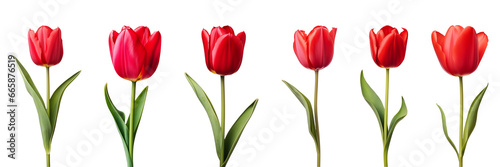Red tulip flower collection isolated on a transparent background