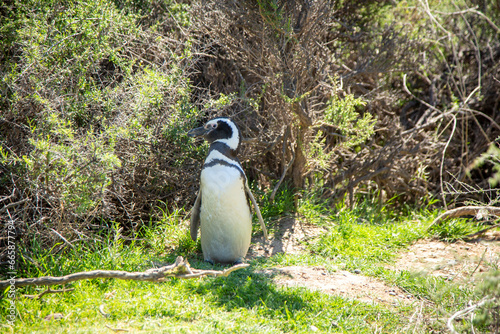 Punta Tombo photo