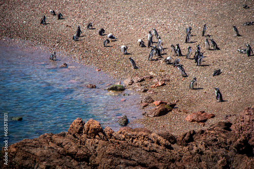 Punta Tombo photo