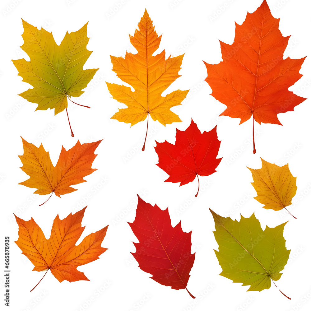 autumn leaves isolated autumn leaves isolated
