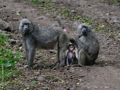 Male and Female Olive Baboons with babies, family portrait
