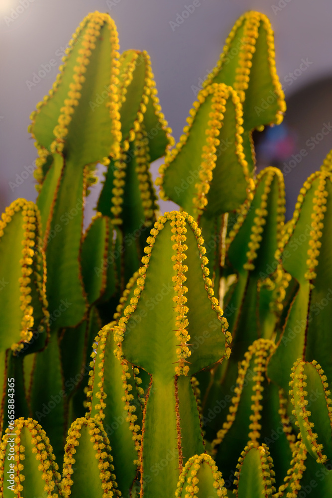 Euphorbia canariensis plant closeup, typical plant on the Canary Islands. Euphorbia canariensis plant closeup, typical plant on the Canary Islands.