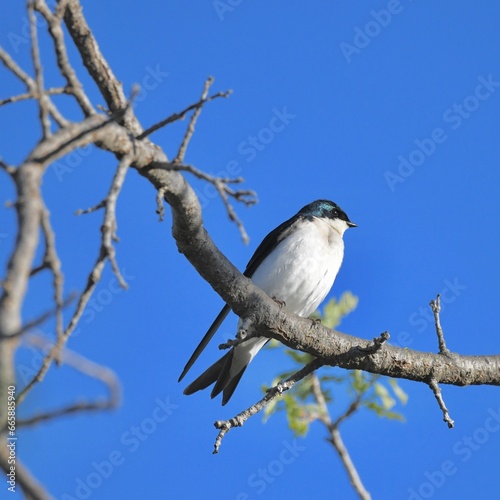 Beautiful birds in natural arroundings © Sameer