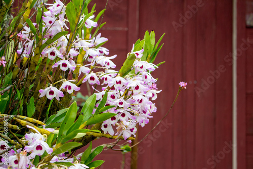 Orquídea olho de boneca  (Dendrobium nobile). Flores. photo