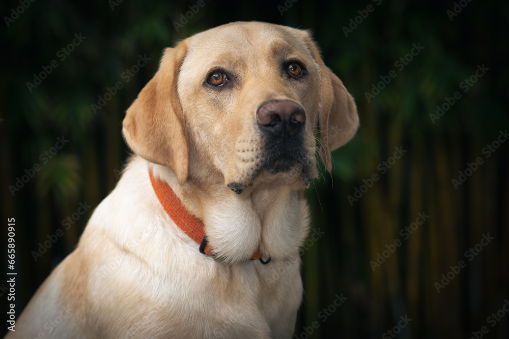 A yellow eight-month old labrador retriever posing for the camera.