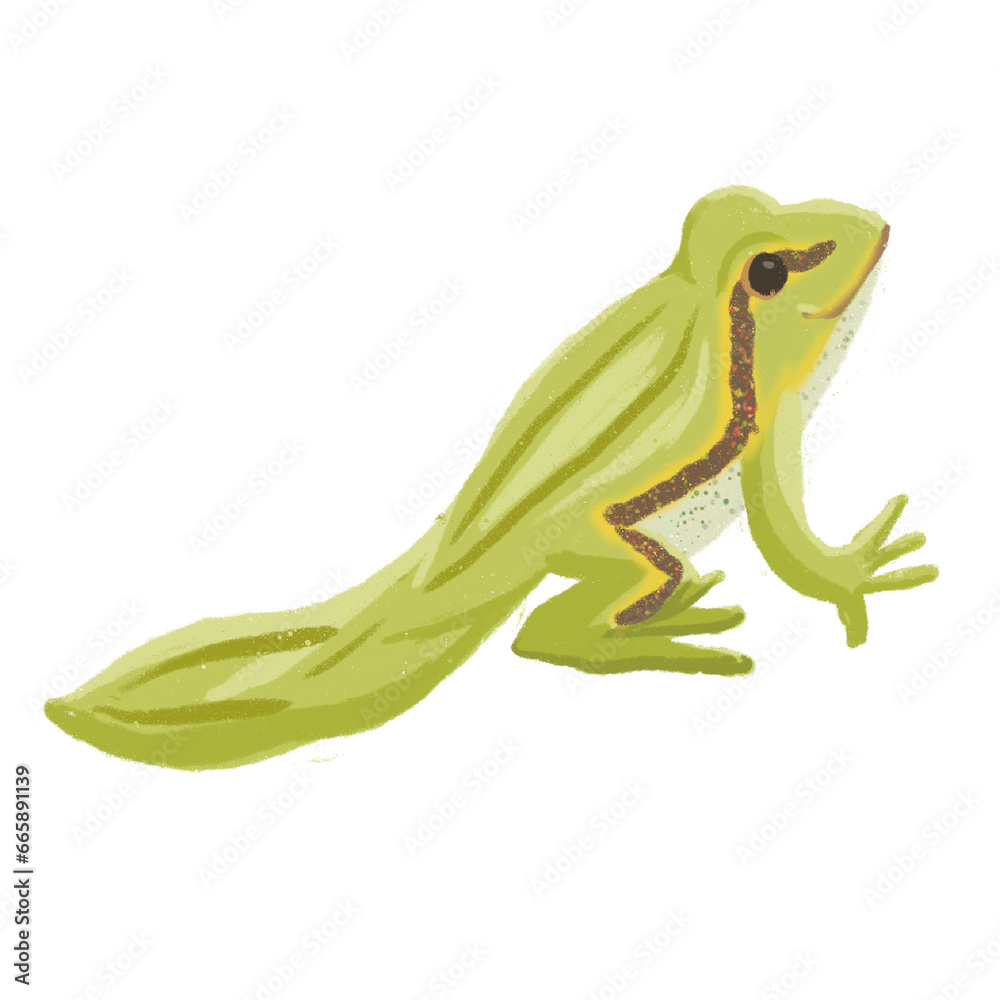 Fototapeta premium froglet illustration
