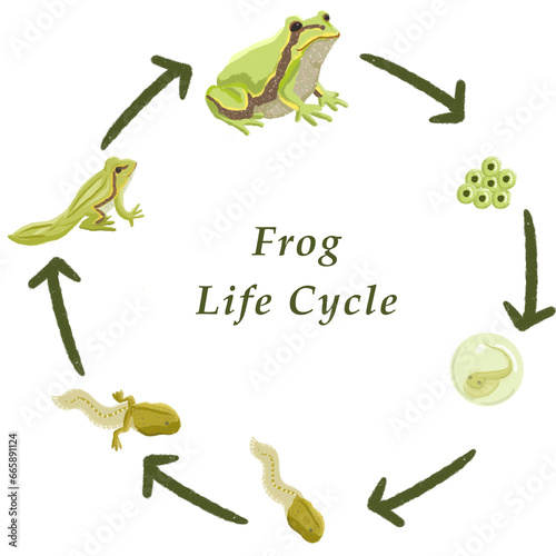 Plakat frog life cycle diagram