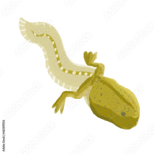 tadpole with leg illustration