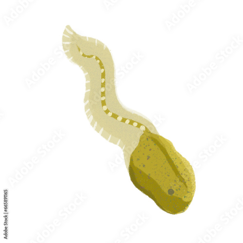 tadpole illustration