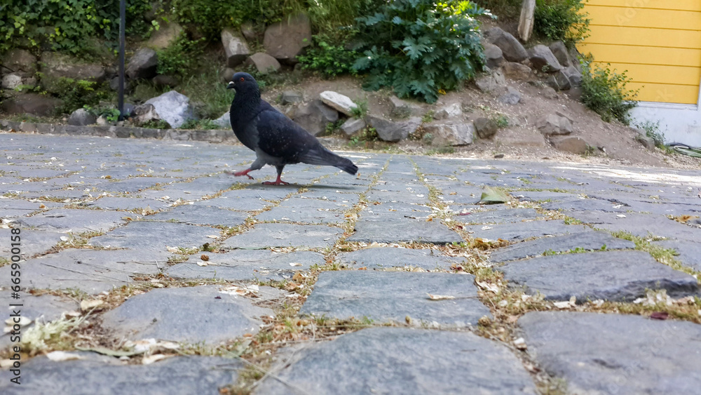 Obraz premium pigeon on the ground