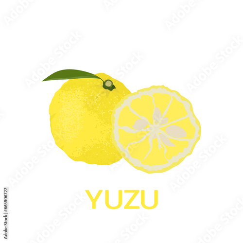 A single fruit of Yuzu with name. vector illustration.