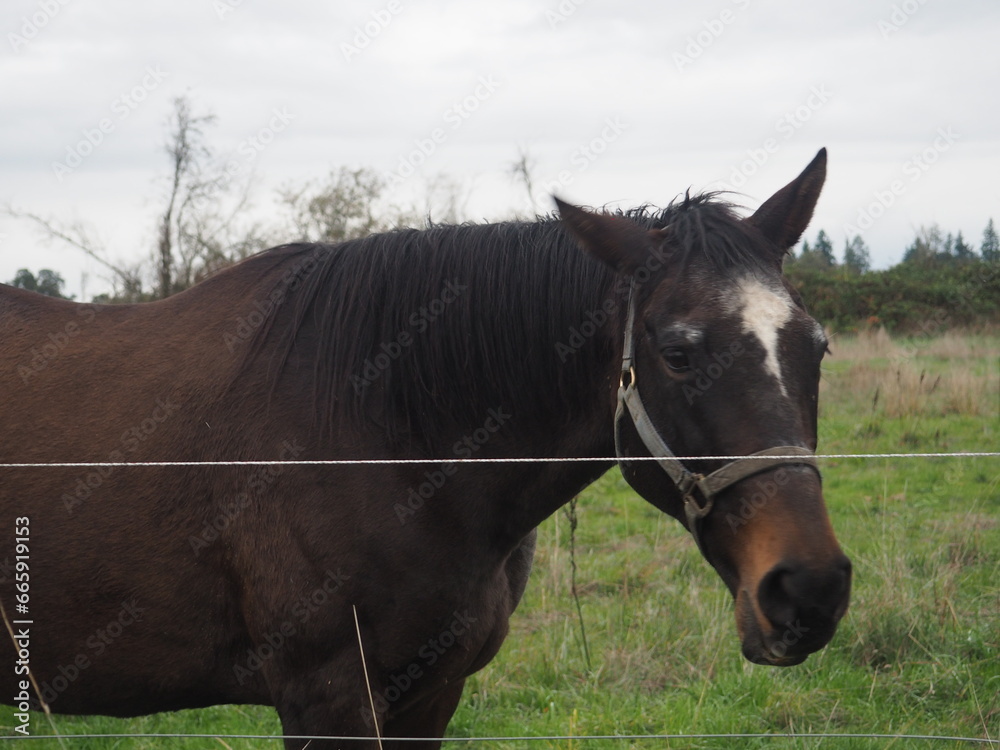 Horses in a Field