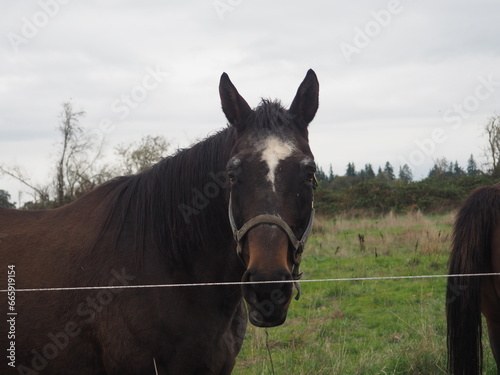 Horses in a Field