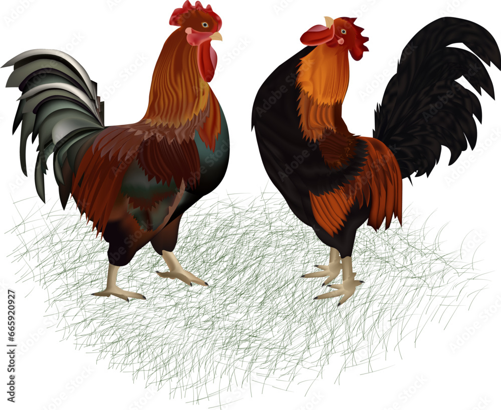 Fototapeta premium rooster on the farm