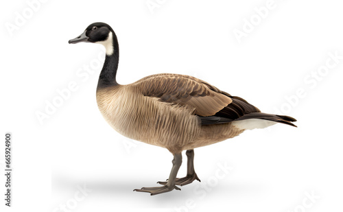 Side view of a brown standing canada goose isolated on transparent background. 