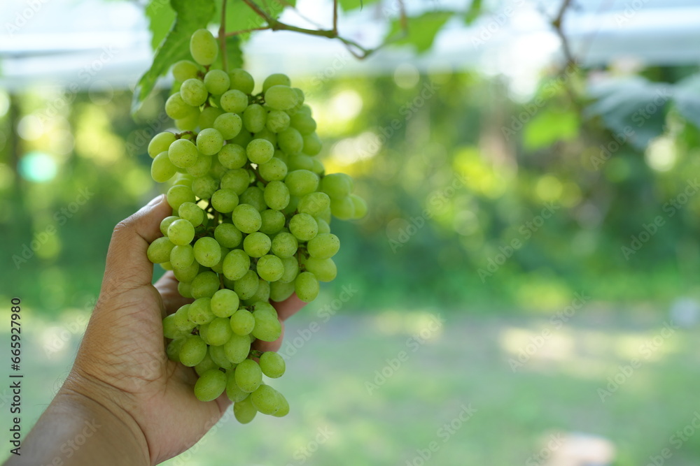 Human hands handle grapes to check their quality before being sold.