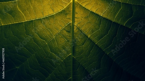 Star gooseberry leaf texture macro background