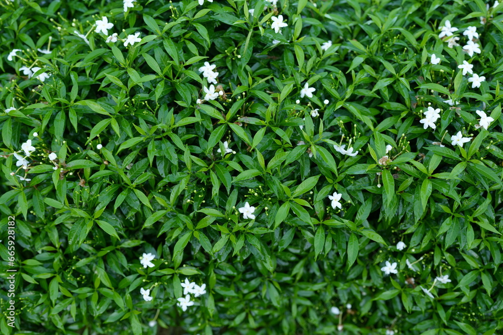 Obraz premium Green leaf nature background for text