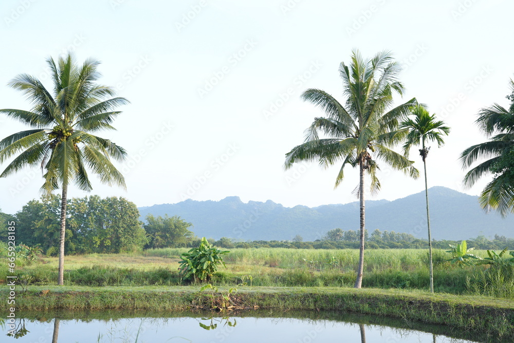 Obraz premium Coconut trees and mountains in nature