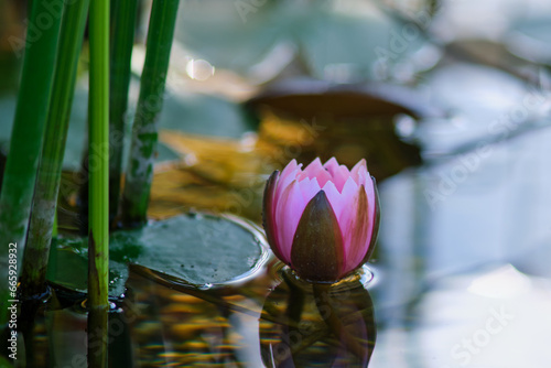 Lotus flower in the pond. The beauty unopened flower lotus of the nature.
