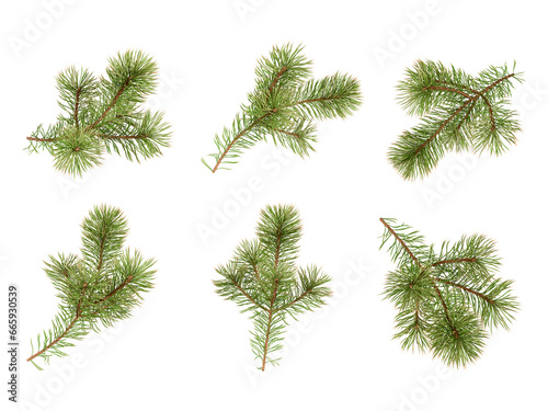 Christmas fir tree branches on white background