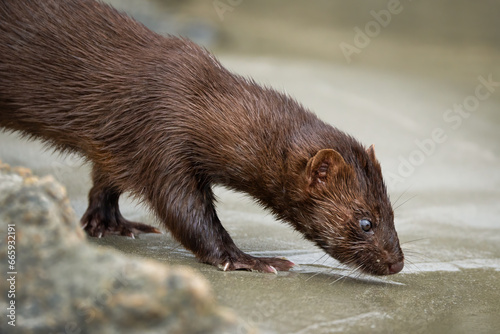 An American Mink Searching for food Along the Beach photo