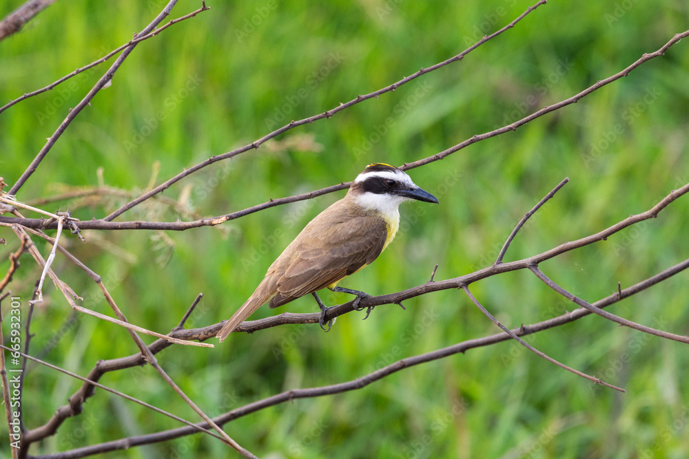 Great Kiskadee bird in the Brazilian Pantanal of Miranda Great Kiskadee bird in the Brazilian Pantanal of Miranda