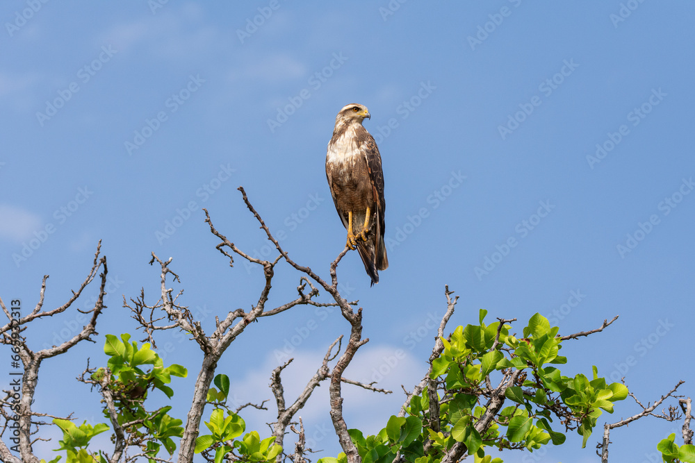 Savanna Hawk on tree branch in the Brazilian Pantanal of Miranda Savanna Hawk on tree branch in the Brazilian Pantanal of Miranda