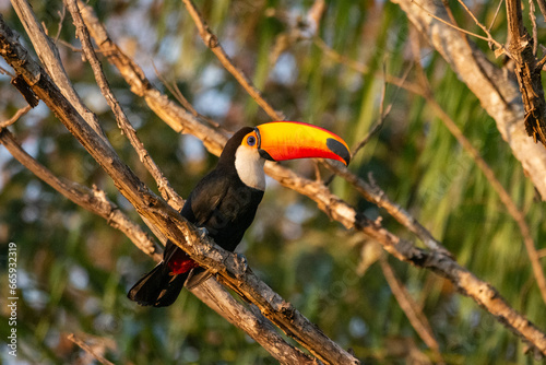 Beautiful Toco Toucan bird on tree branch in the Brazilian Pantanal