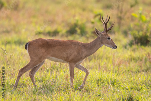 Fototapeta Naklejka Na Ścianę i Meble -  Pampas deer in the fields of the Brazilian Pantanal of Miranda