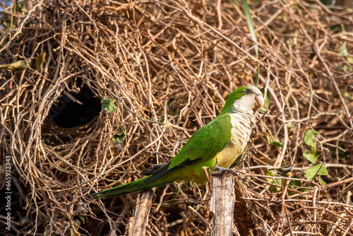 Monk Parakeet near tree nest in the Brazilian Pantanal of Miranda photo