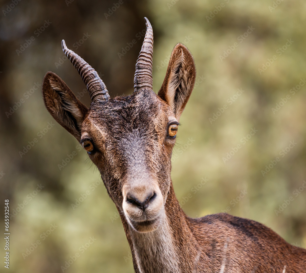 Mountain goat looking at the camera Mountain goat looking at the camera