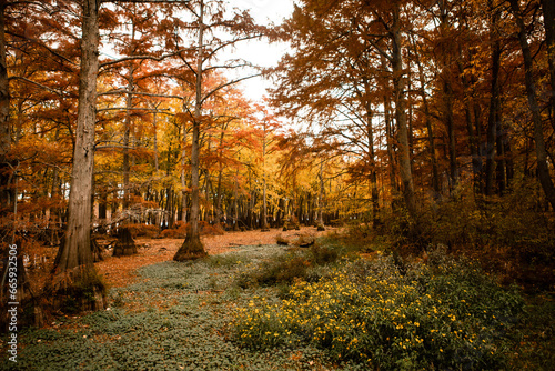 Fototapeta Naklejka Na Ścianę i Meble -  Colorful autumn scene with cypress trees in a lake