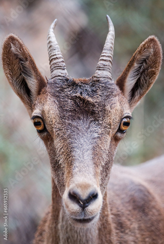 Close-up mountain goat looking at the camera