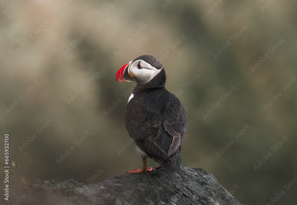 Fototapeta premium Atlantic puffin on the island of Runde in the Norway