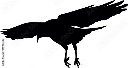 illustration of crow