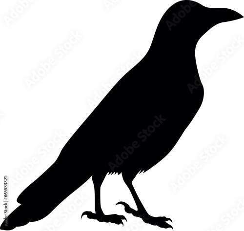 illustration of crow