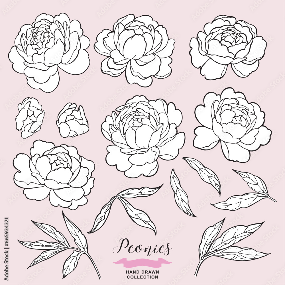 Peony flowers set. Hand drawn peony in lineart tattoo style. Vector illustration.