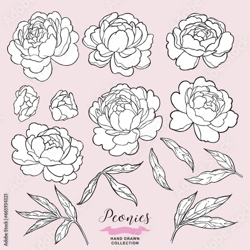 Peony flowers set. Hand drawn peony in lineart tattoo style. Vector illustration.