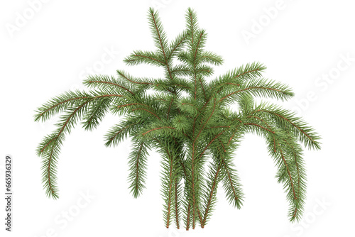 christmas pine branch isolated on white background