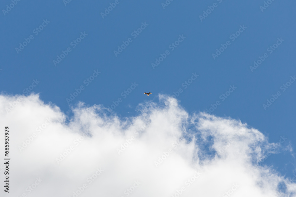 Fototapeta premium Bird above the clouds