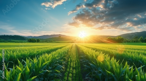 The agricultural land of a green corn farm with a perfect sky. Location place of Ukrainian agricultural region, Europe. Cultivated fields. Photo wallpaper. Minimalistic landscape. Beauty of earth.