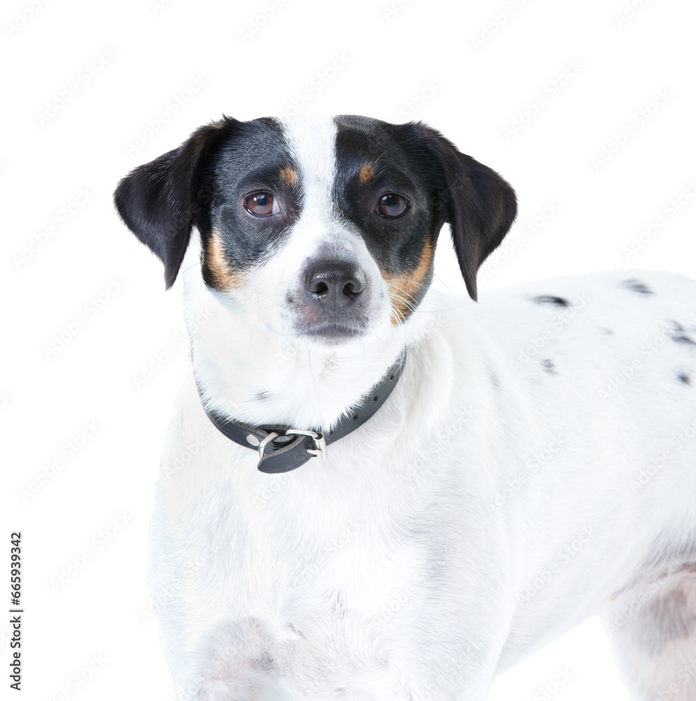 Jack Russell dog, studio closeup and white background for pet care, healthy or isolated with wellness. Canine animal, puppy and face with natural fur coat with rescue for safety, pedigree or adoption