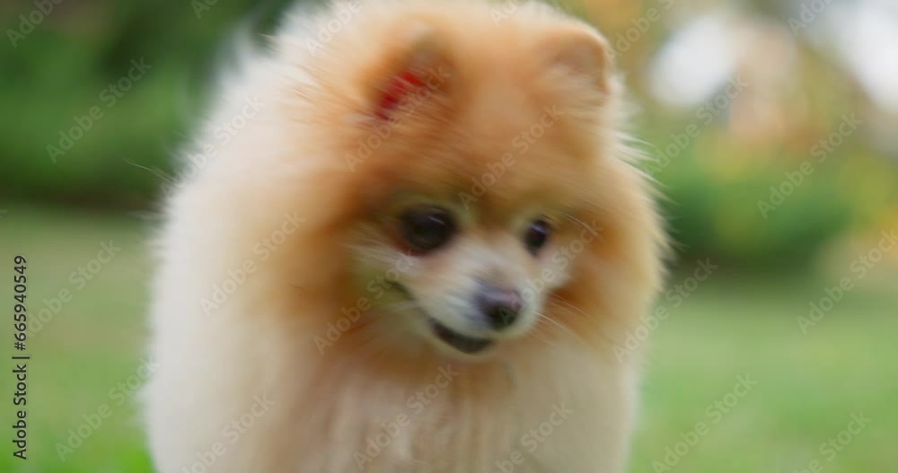 Happy Little Cute Fluffy Pedigree Pomeranian Dog walking outdoor at park on a grass lawn Happy Little Cute Fluffy Pedigree Pomeranian Dog walking outdoor at park on a grass lawn