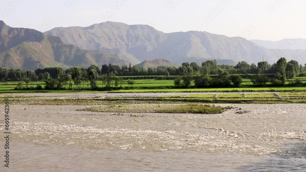 Green rice paddies on the riverbank of swat valley, Pakistan Green rice paddies on the riverbank of swat valley, Pakistan